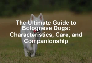 Featured image for The Ultimate Guide to Bolognese Dogs: Characteristics, Care, and Companionship