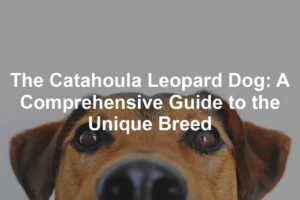 Featured image for The Catahoula Leopard Dog: A Comprehensive Guide to the Unique Breed