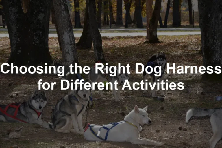 Featured image for Choosing the Right Dog Harness for Different Activities