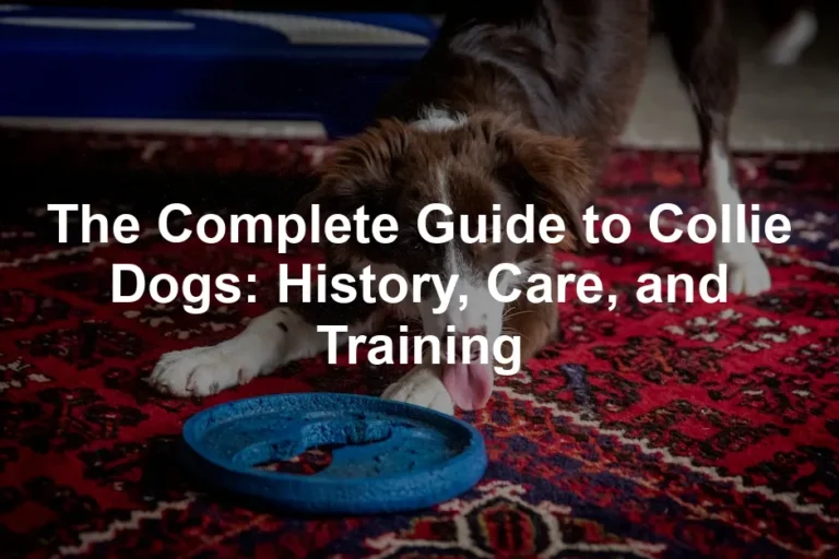 Featured image for The Complete Guide to Collie Dogs: History, Care, and Training