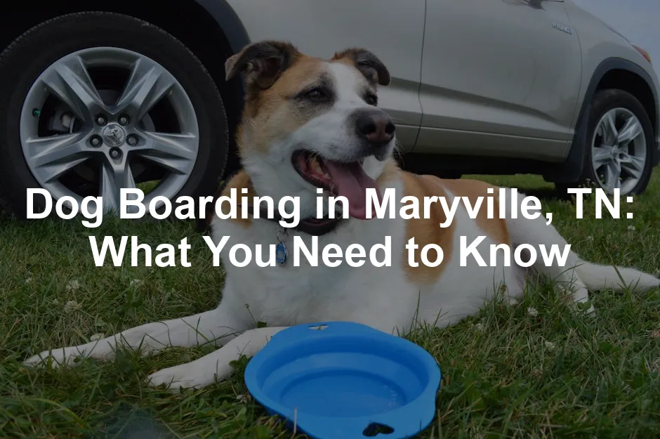 Featured image for Dog Boarding in Maryville, TN: What You Need to Know