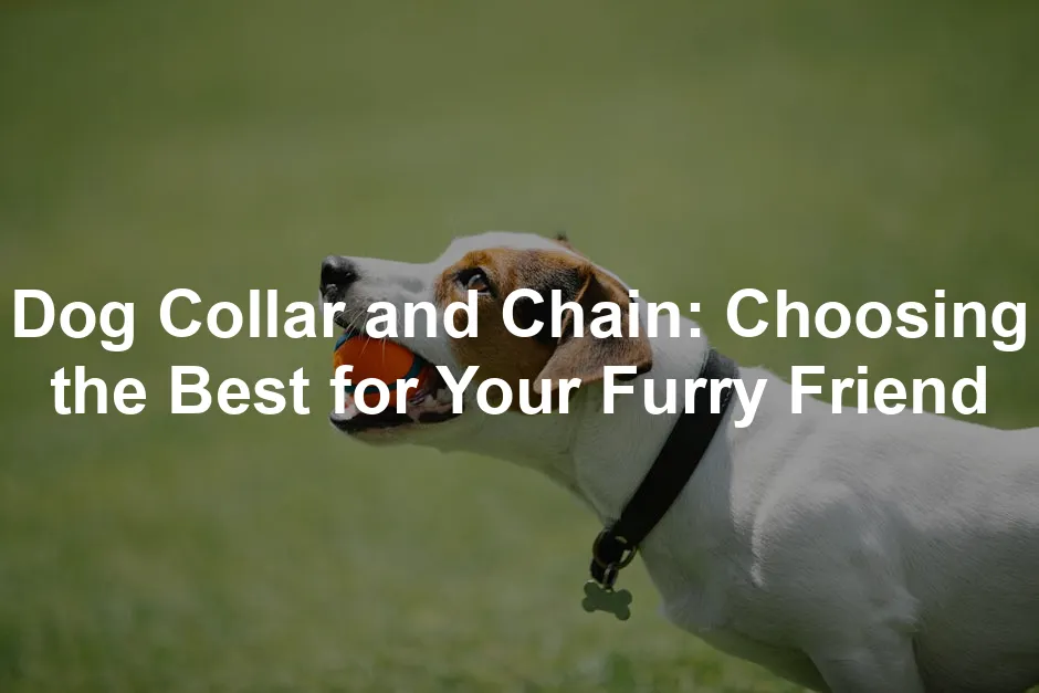 Featured image for Dog Collar and Chain: Choosing the Best for Your Furry Friend