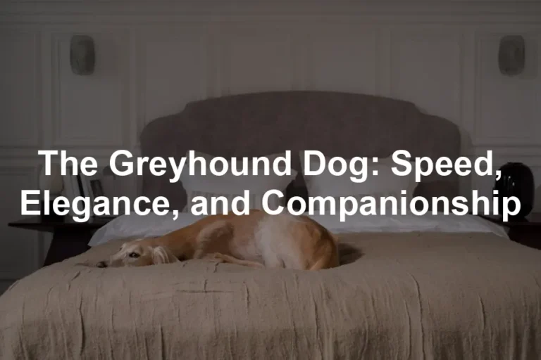 Featured image for The Greyhound Dog: Speed, Elegance, and Companionship