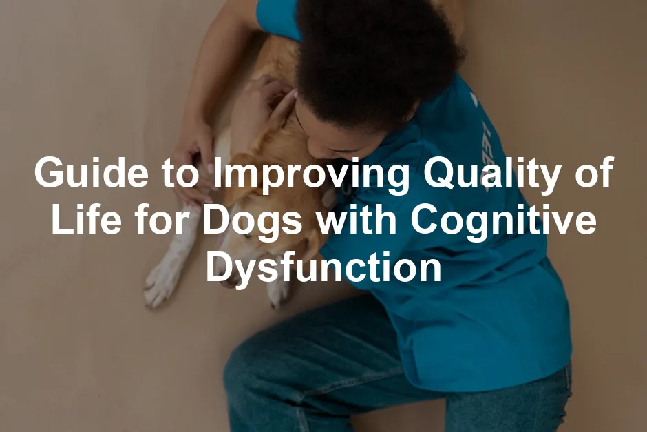 Featured image for Guide to Improving Quality of Life for Dogs with Cognitive Dysfunction