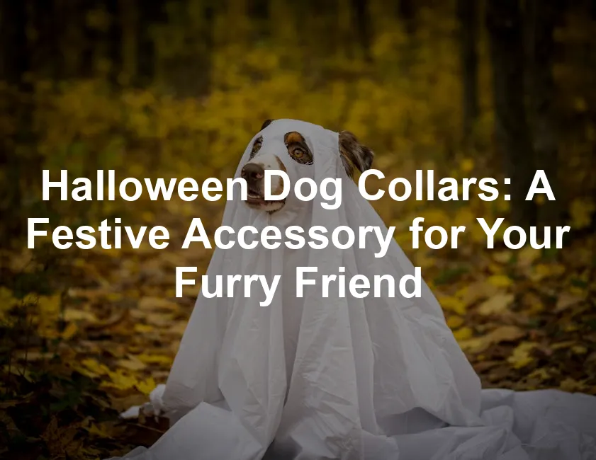 Featured image for Halloween Dog Collars: A Festive Accessory for Your Furry Friend