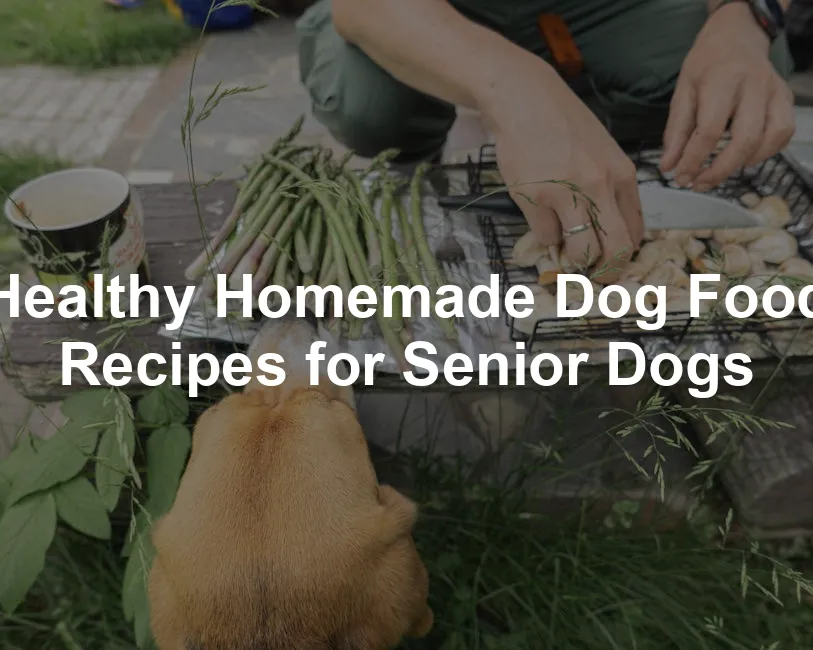 Featured image for Healthy Homemade Dog Food Recipes for Senior Dogs