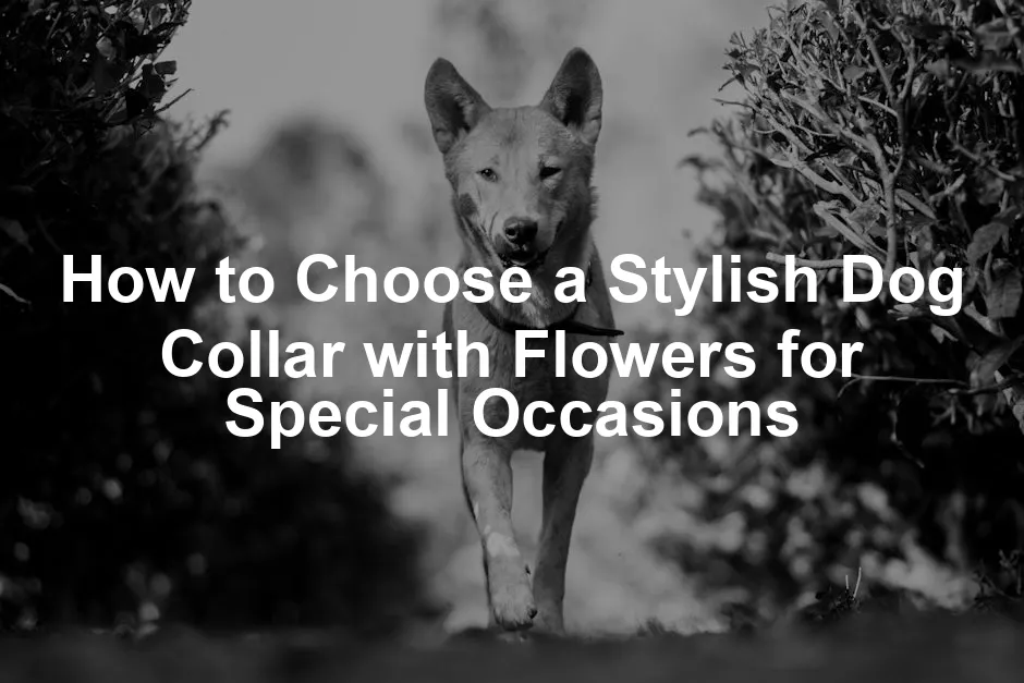 Featured image for How to Choose a Stylish Dog Collar with Flowers for Special Occasions