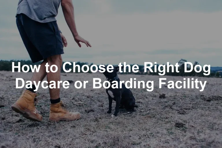 Featured image for How to Choose the Right Dog Daycare or Boarding Facility