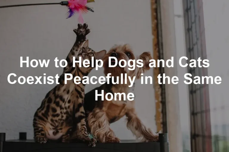 Featured image for How to Help Dogs and Cats Coexist Peacefully in the Same Home