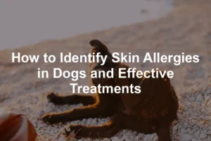 Featured image for How to Identify Skin Allergies in Dogs and Effective Treatments