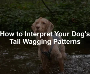 Featured image for How to Interpret Your Dog's Tail Wagging Patterns