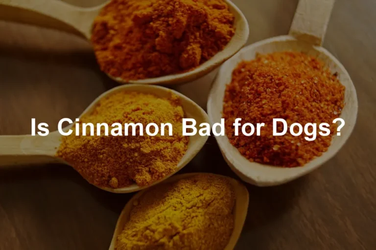 Featured image for Is Cinnamon Bad for Dogs?