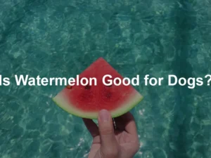 Featured image for Is Watermelon Good for Dogs?