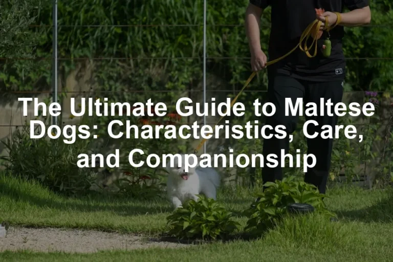 Featured image for The Ultimate Guide to Maltese Dogs: Characteristics, Care, and Companionship