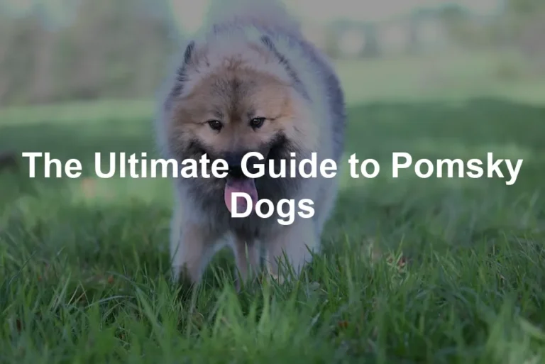 Featured image for The Ultimate Guide to Pomsky Dogs