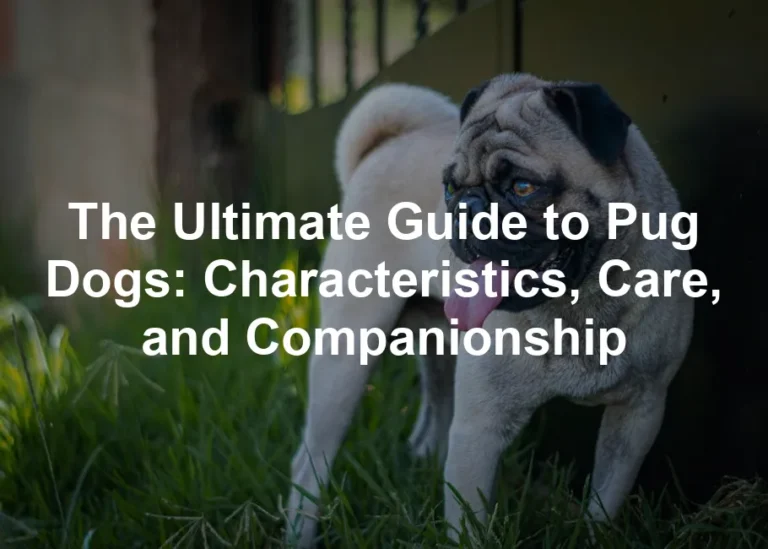 Featured image for The Ultimate Guide to Pug Dogs: Characteristics, Care, and Companionship