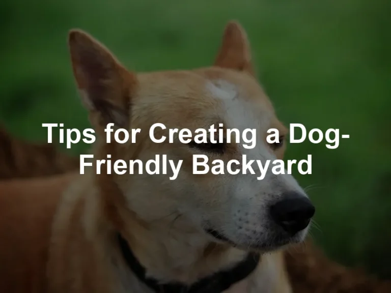 Featured image for Tips for Creating a Dog-Friendly Backyard