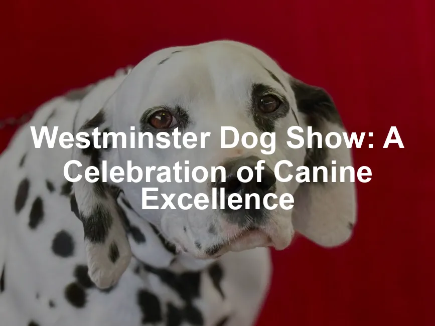 Featured image for Westminster Dog Show: A Celebration of Canine Excellence