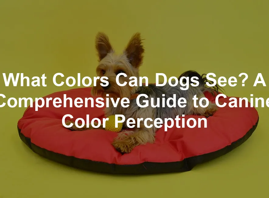 Featured image for What Colors Can Dogs See? A Comprehensive Guide to Canine Color Perception