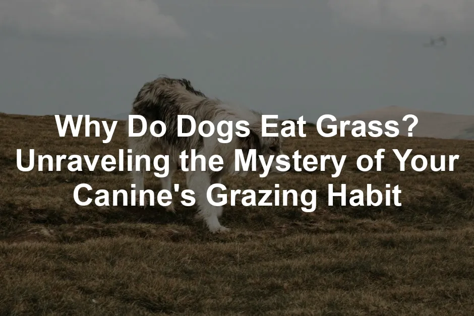 Featured image for Why Do Dogs Eat Grass? Unraveling the Mystery of Your Canine's Grazing Habit