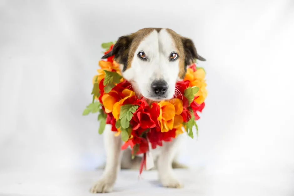 Cute dog wearing a vibrant flower collar, perfect for festive or seasonal themes.