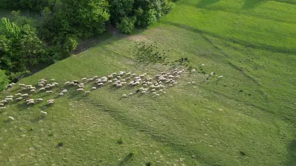 Horizontal video: Aerial view of a shepherd and two dogs herding a flock of sheep 16739877. Duration: 32 seconds. Resolution: 3840x2160