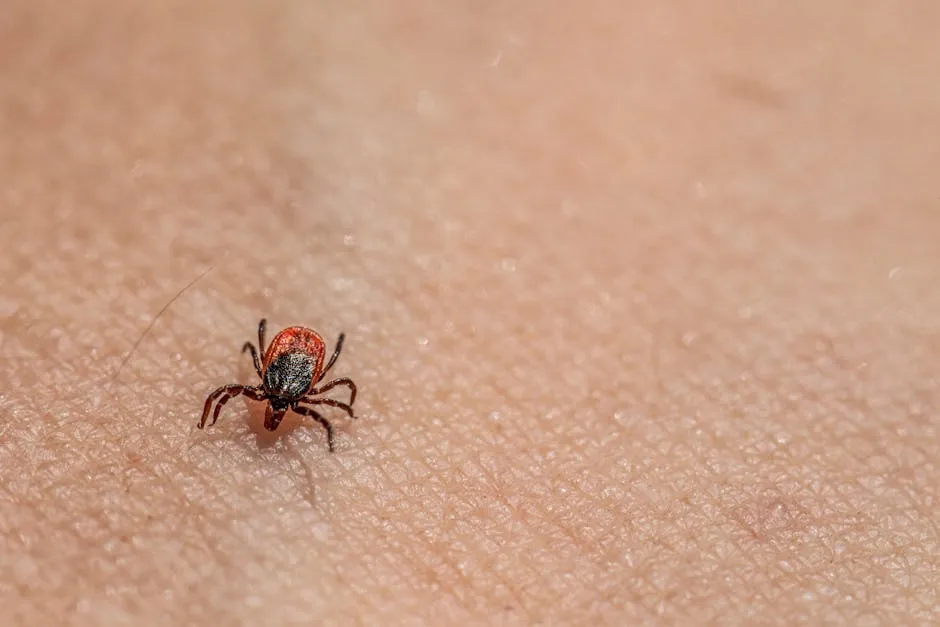 A tick is on the skin of a person