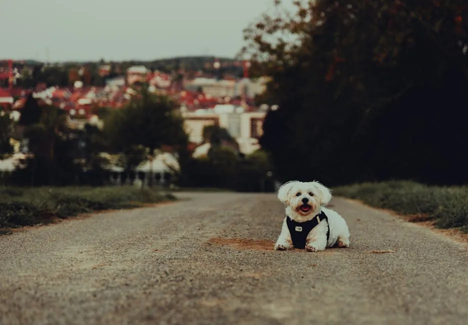 A cute white dog in a vest enjoys a peaceful day on a city street in Bretten, Germany.