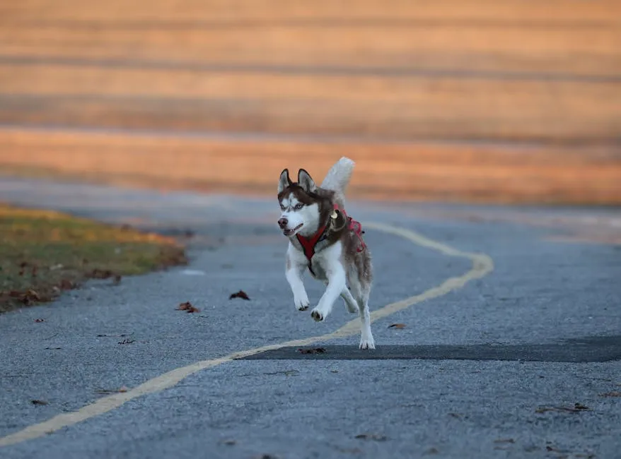 A lively husky dog with a harness runs joyfully on a paved path, showcasing energy and freedom.