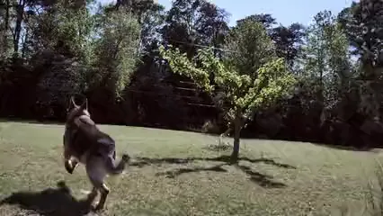 Horizontal video: A dog running in a grass field 4166343. Duration: 5 seconds. Resolution: 3840x2160