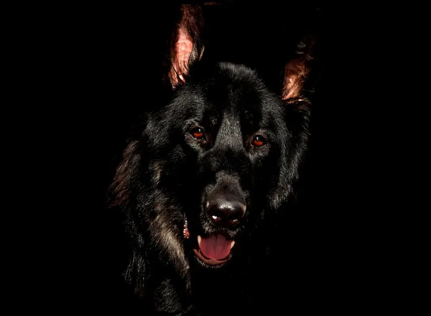 Black German Shepherd