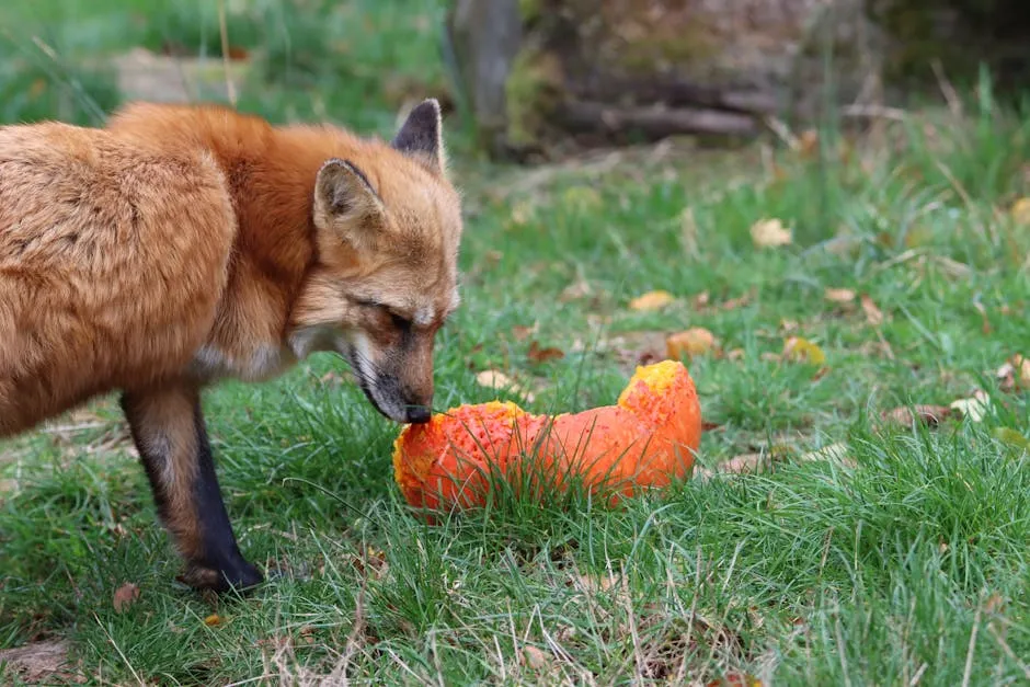 Brown Fox Walking on Green Grass