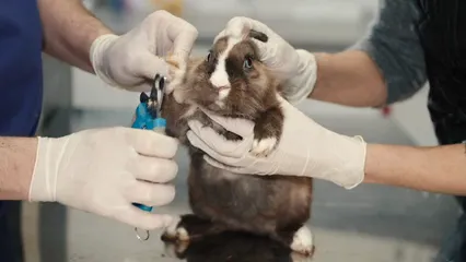 Horizontal video: Two people holding a rabbit while clipping its nails 6816880. Duration: 13 seconds. Resolution: 3840x2160
