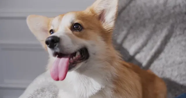 Horizontal video: Video of a cute dog 7802455. Duration: 16 seconds. Resolution: 4096x2160