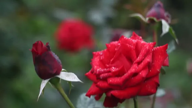 Horizontal video: Red rose in full bloom 855976. Duration: 11 seconds. Resolution: 1920x1080