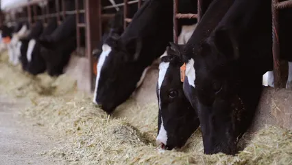 Horizontal video: Group of cows feeding in farm 10041433. Duration: 13 seconds. Resolution: 1920x1080