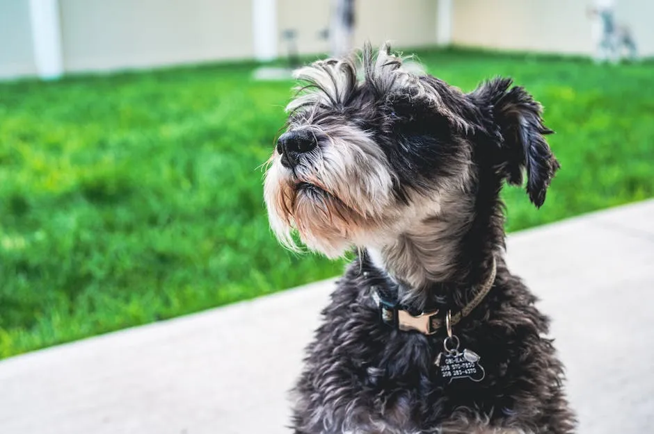 Cute Dog near Lawn 