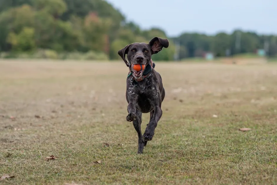 German Shorthaired Pointer running with a ball in a grassy field, exuding energy and joy.