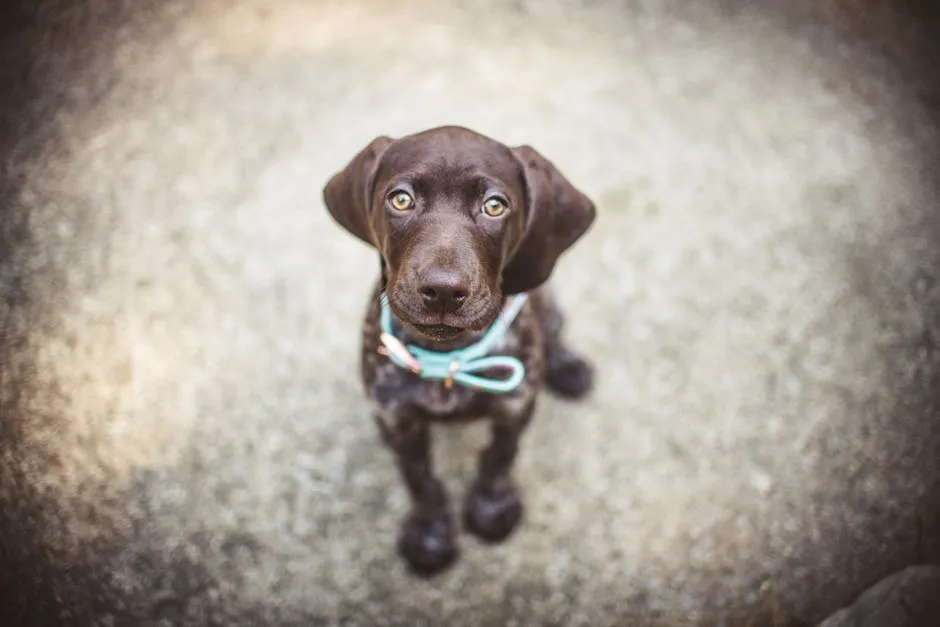 Cute chocolate Labrador puppy wearing a collar, gazing upwards on a soft background.