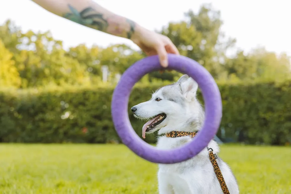 Siberian husky playing with a purple ring outdoors, showcasing joy and exercise.