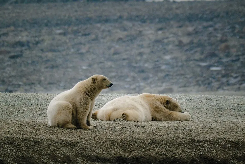Pair of Polar Bears Resting on Rocky Terrain