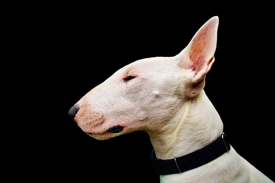 A detailed close-up of a white Bull Terrier against a black background, showcasing its unique profile.