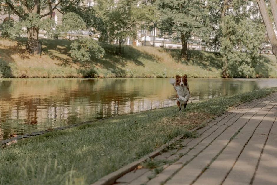 Energetic border collie joyfully runs along a scenic riverside pathway on a sunny day.