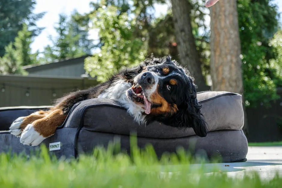 A Bernese Mountain Dog relaxes happily on a comfy bed outdoors, embodying summertime joy.