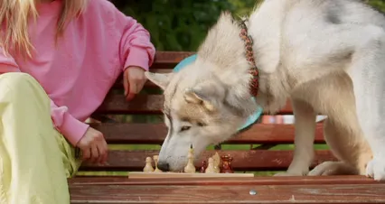Horizontal video: Woman playing chess with her dog 9632449. Duration: 23 seconds. Resolution: 4096x2160