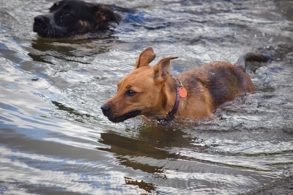 Two dogs swimming in a lake, enjoying a sunny day. Captured with a DSLR.