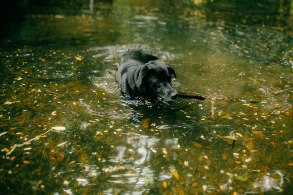 A black Labrador Retriever swimming with a stick in a serene lake.