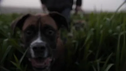 Horizontal video: Walking the dogs in the field 4070324. Duration: 15 seconds. Resolution: 1920x1080