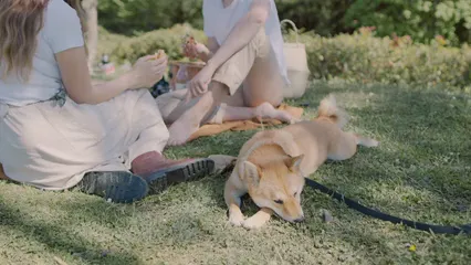 Horizontal video: Picnic with a dog 4504101. Duration: 18 seconds. Resolution: 3840x2160