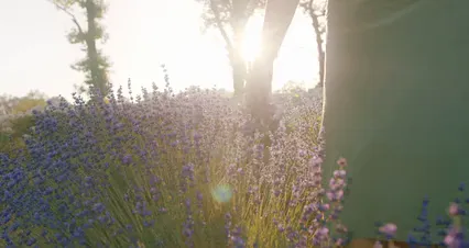 Horizontal video: Woman picking lavender flowers 5128911. Duration: 12 seconds. Resolution: 4096x2160